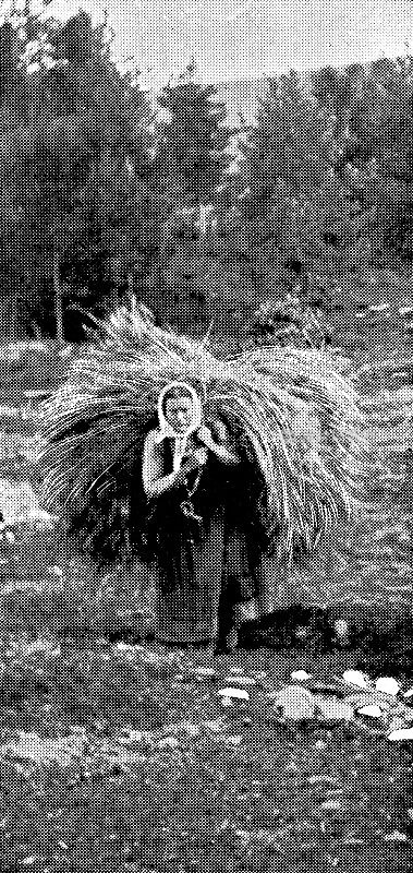 在霍达兰，挪威拖干草的女人- 19世纪